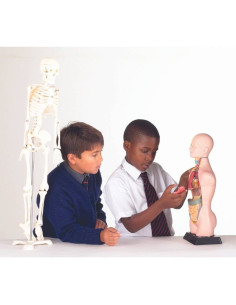 Anatomie du corps humain