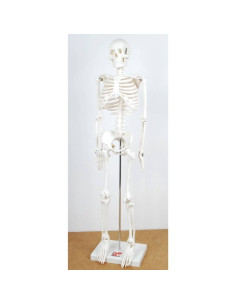 Squelette humain 85 cm