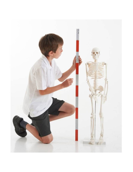 Squelette humain 85 cm | Sciences | Montessori