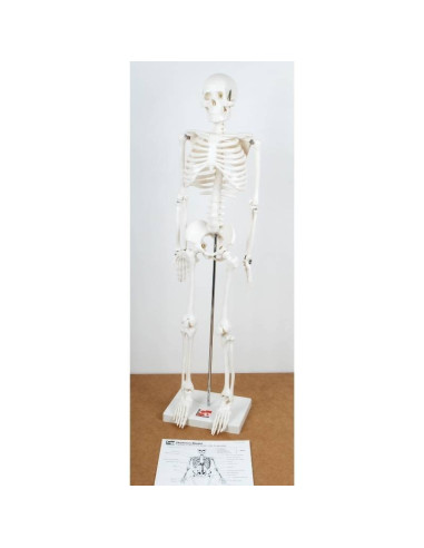 Squelette humain 85 cm | Sciences | Montessori