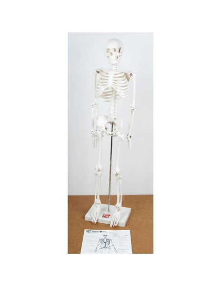 Squelette humain 85 cm | Sciences | Montessori