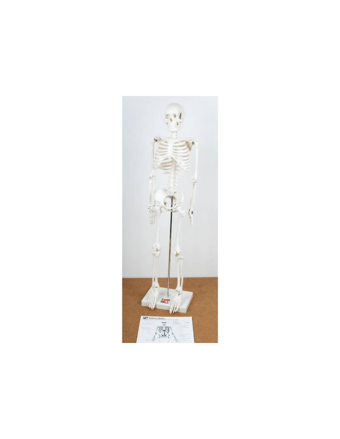 Squelette articulé - Le corps humain - Dès 6 ans - Pensées Montessori