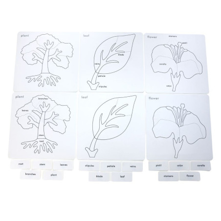 Cartes de nomenclature cabinet de botanique| Botanique | Montessori