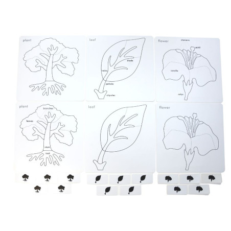 Cartes de nomenclature cabinet de botanique| Botanique | Montessori