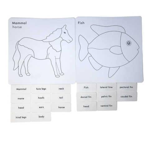 Cartes de nomenclature cabinet de zoologie| Zoologie | Montessori