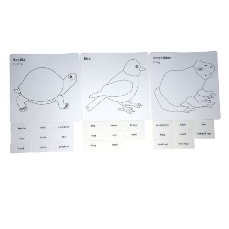 Cartes de nomenclature cabinet de zoologie| Zoologie | Montessori