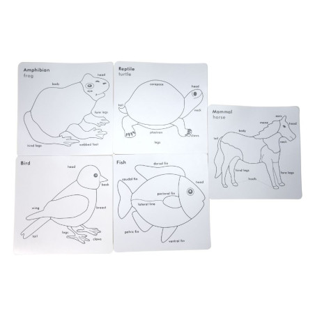Cartes de nomenclature cabinet de zoologie| Zoologie | Montessori