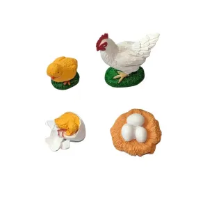 Cycle de vie de la poule