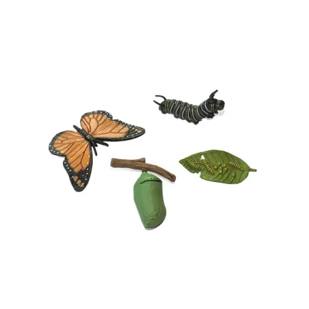 Cycle de vie du papillon monarque Cycle de vie du papillon monarque