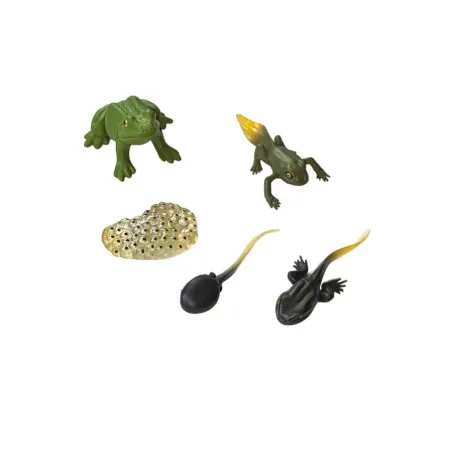 Cycle de vie de la grenouille