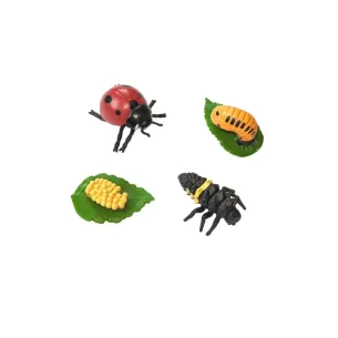 Cycle de vie de la coccinelle