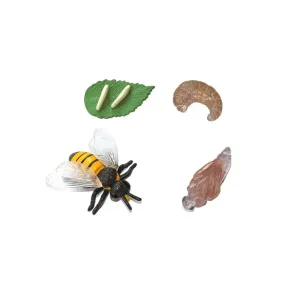 Cycle de vie de l'abeille