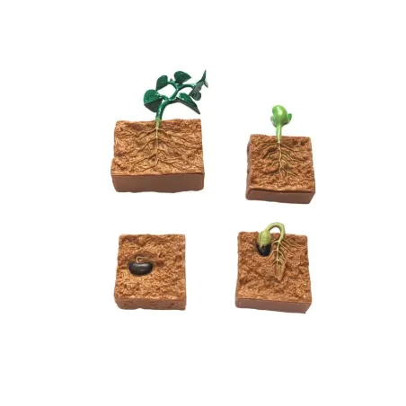 Cycle de vie du haricot