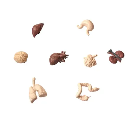 Figurines organes du corps humain