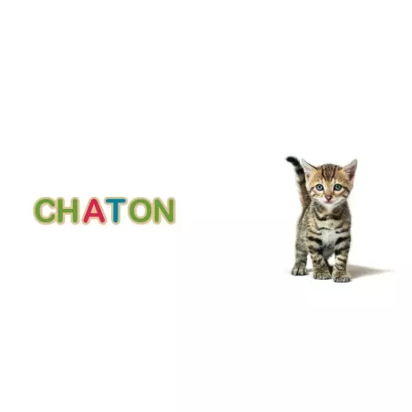 Mon imagier 75 mots de Céline Alvarez, le chaton