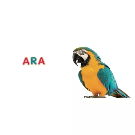 Mon imagier 75 mots de Céline Alvarez, le ara