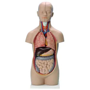 Tronc/Torse humain asexué - 12 parties - 50 cm