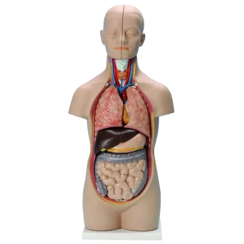 Tronc/Torse humain asexué - 12 parties - 50 cm