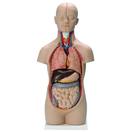 Tronc/Torse humain asexué - 12 parties - 50 cm