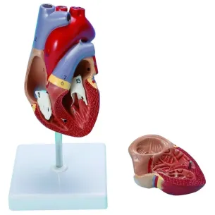 Modèle de cœur humain taille réelle