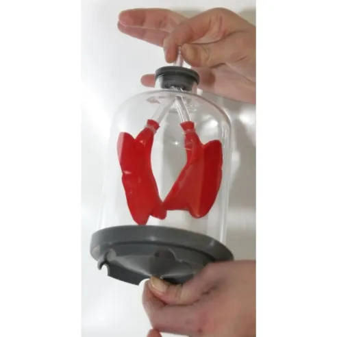 Maquette ventilation pulmonaire