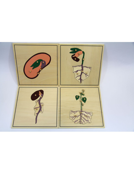 Puzzles autour de la germination