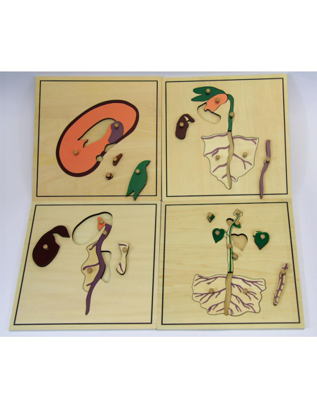 Puzzles autour de la germination