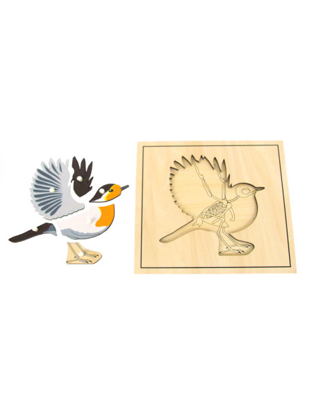Puzzle de l'oiseau et son squelette