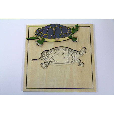 Puzzle de la tortue et son squelette