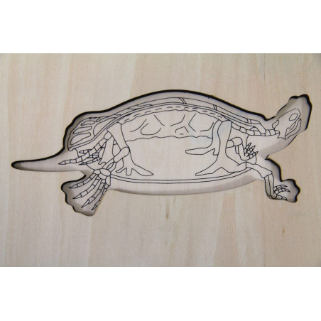 Puzzle de la tortue et son squelette