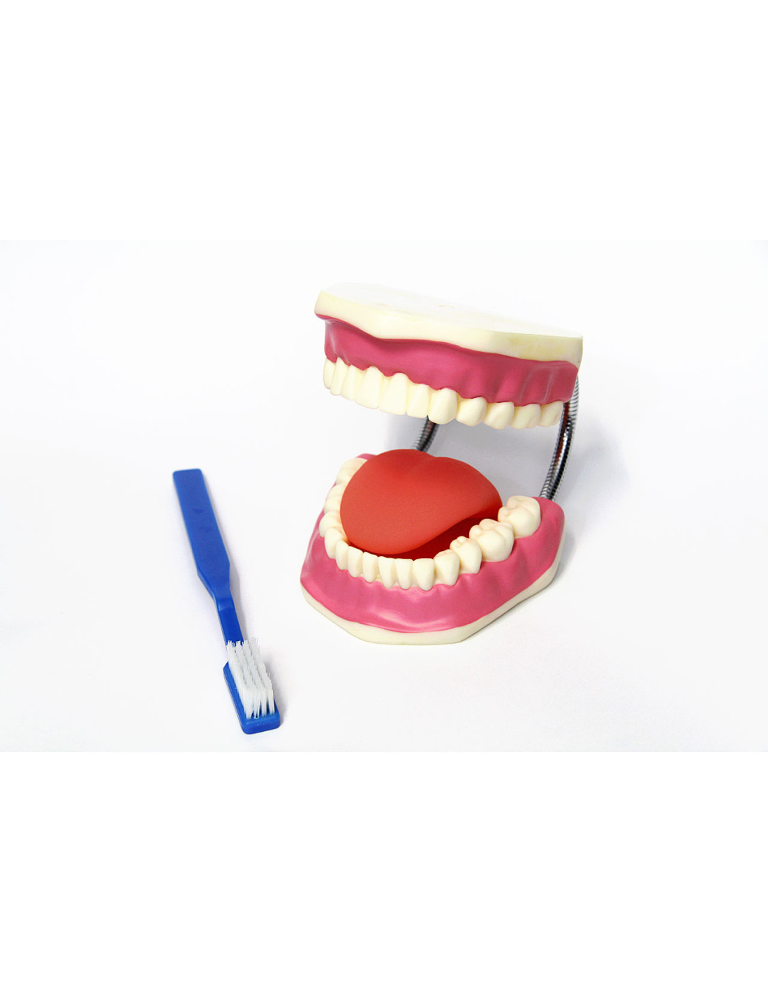 Modèle dentaire standard - Modèle de brossage des dents Pratique Pour  enfants Enseignement dentaire Fournitures d'étude Affichage propre Modèle  de dents de démonstration standard pour adultes